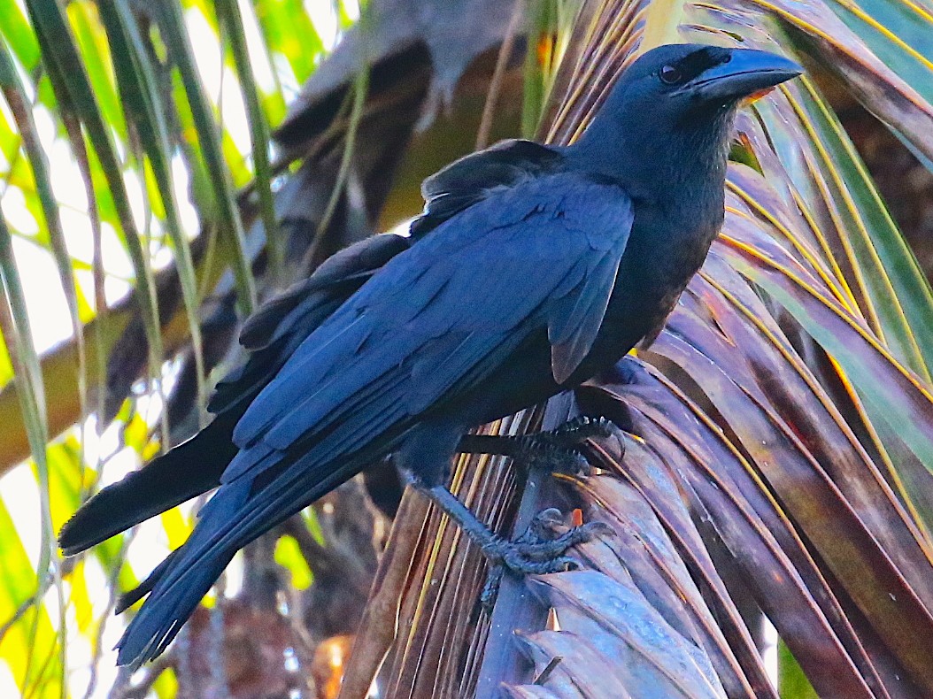 Cuban Crow - Arco Huang
