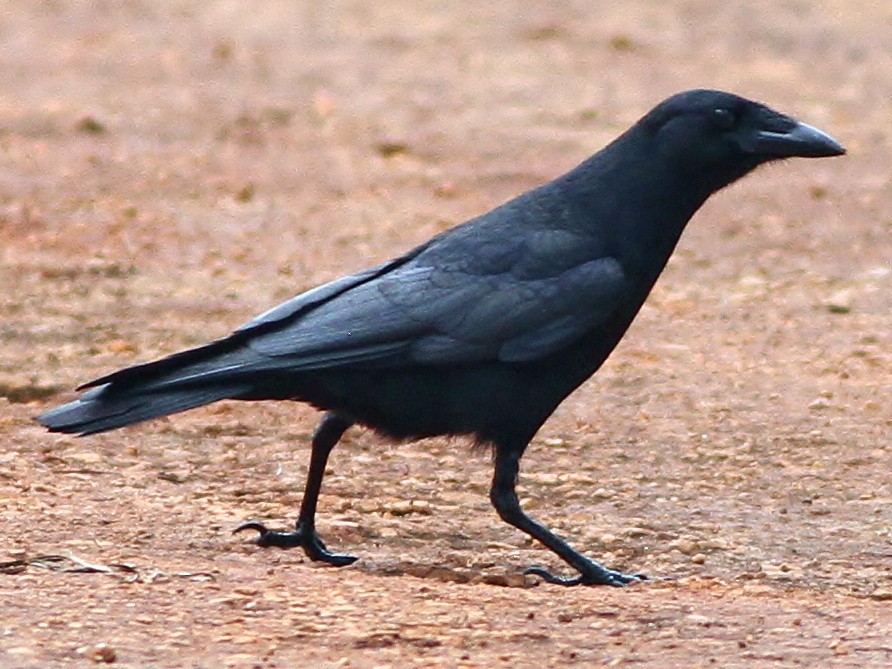 Palm Crow - Alex Lamoreaux