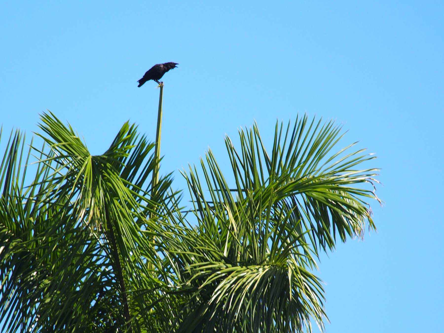 Palm Crow - Daniel Lebbin