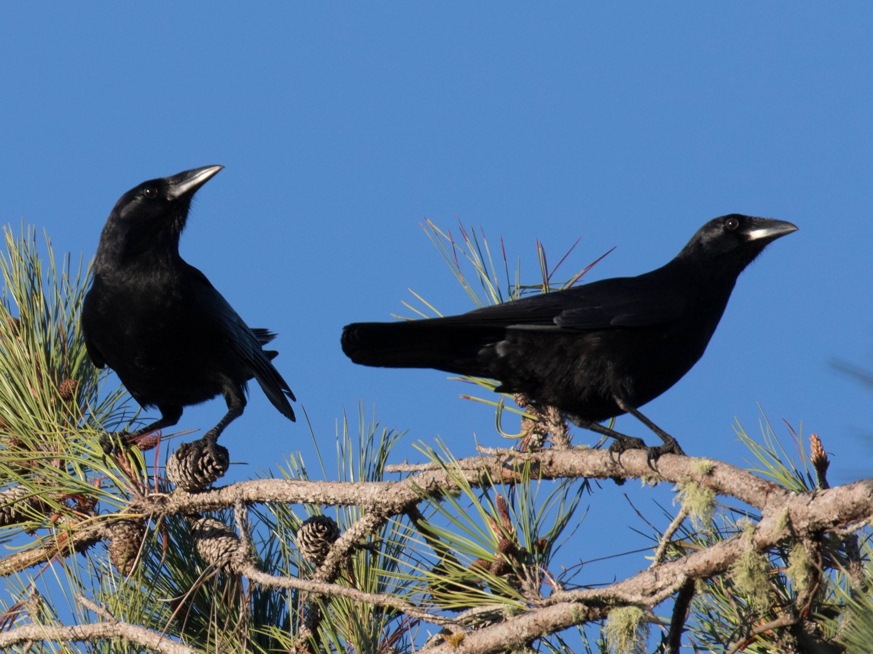 Palm Crow - Ross Gallardy