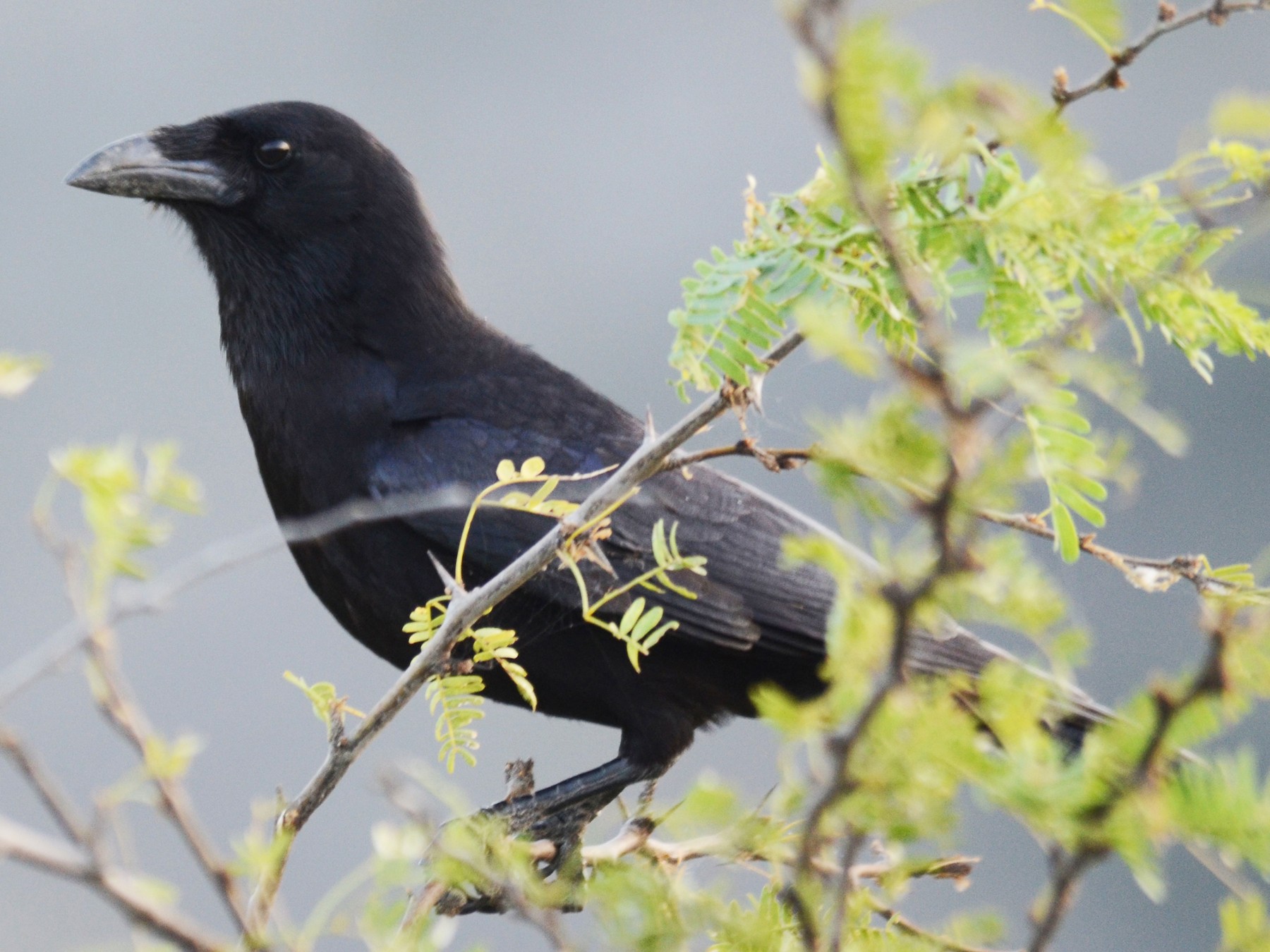 Palm Crow - eBird