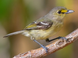  - Thick-billed Vireo