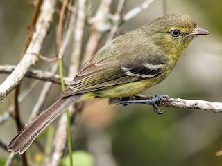  - Flat-billed Vireo