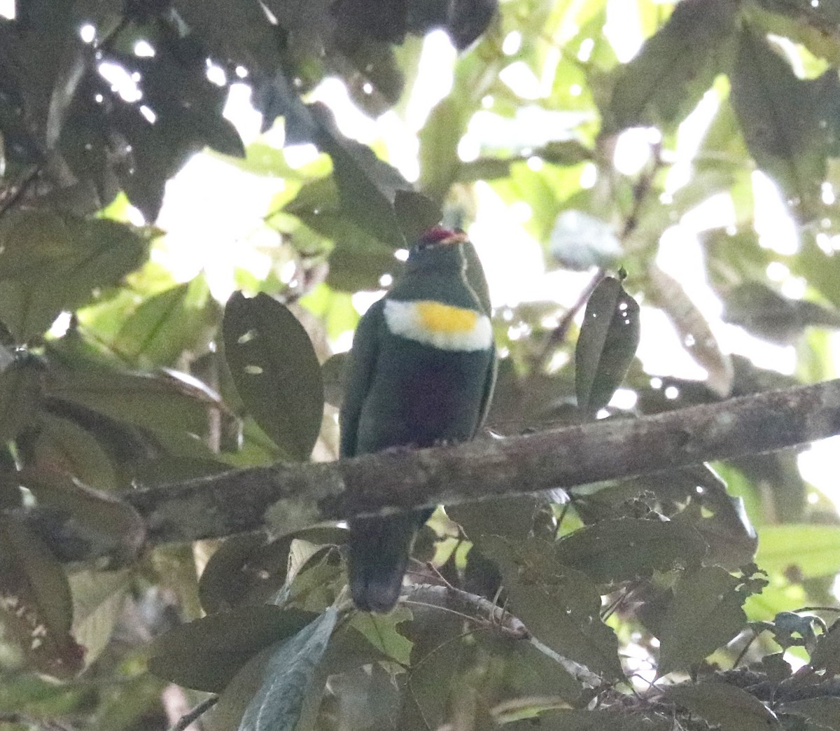 White-breasted Fruit-Dove - ML105611861