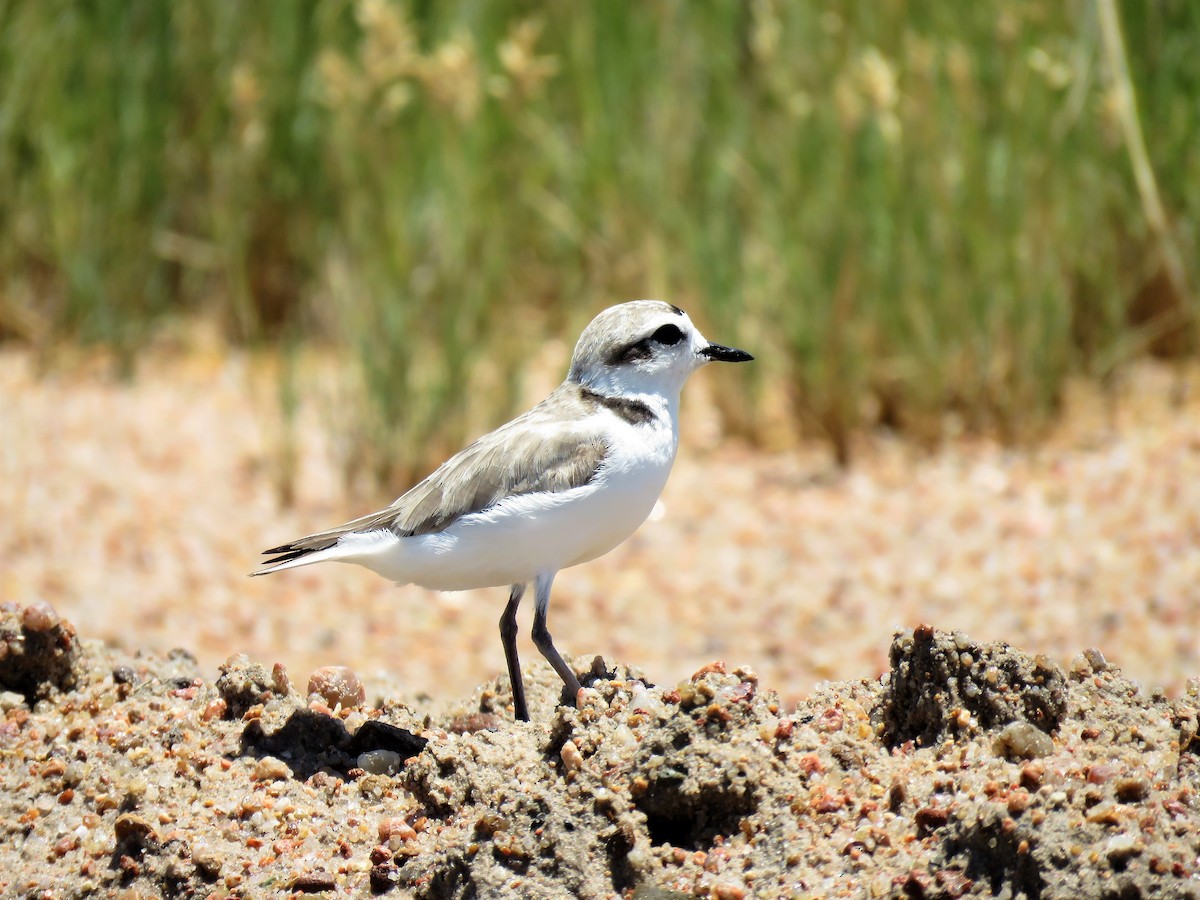 Snowy Plover - Micky Louis