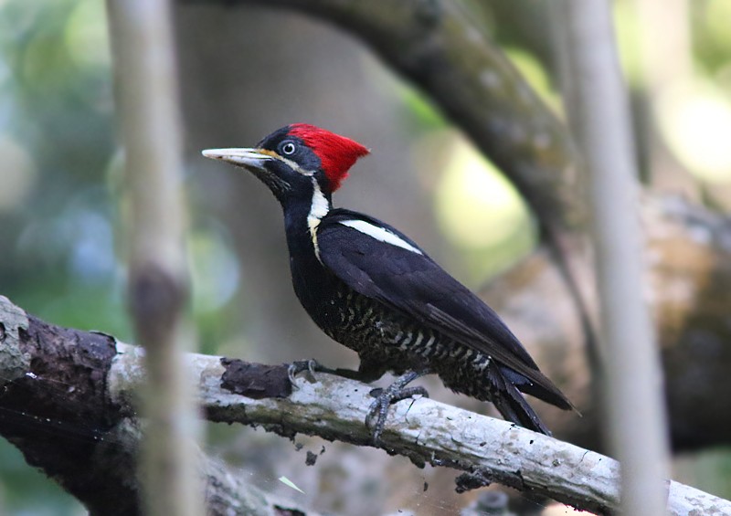 Lineated Woodpecker - Amy McAndrews