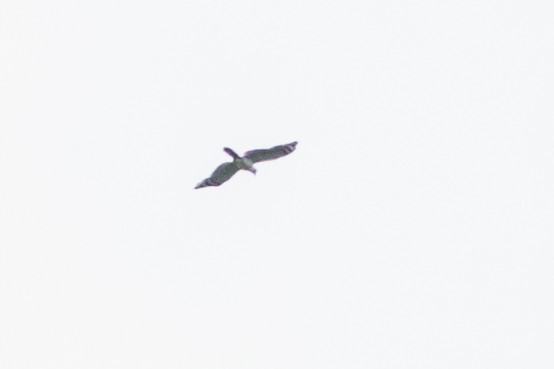 Gray-headed Kite - ML105614161
