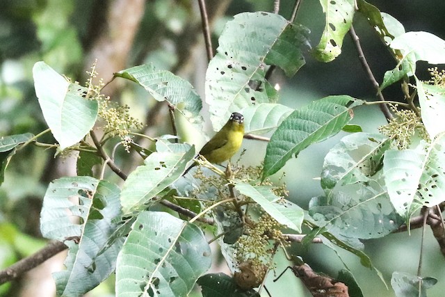 Adult frontal view (subspecies <em>fuscicapilla</em>). - Capped White-eye - 