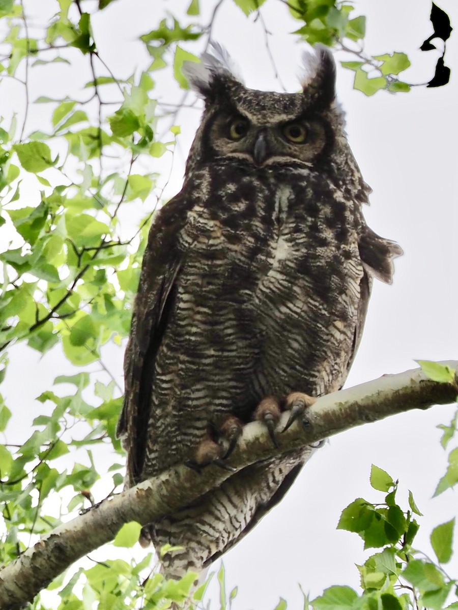Great Horned Owl - ML105616071