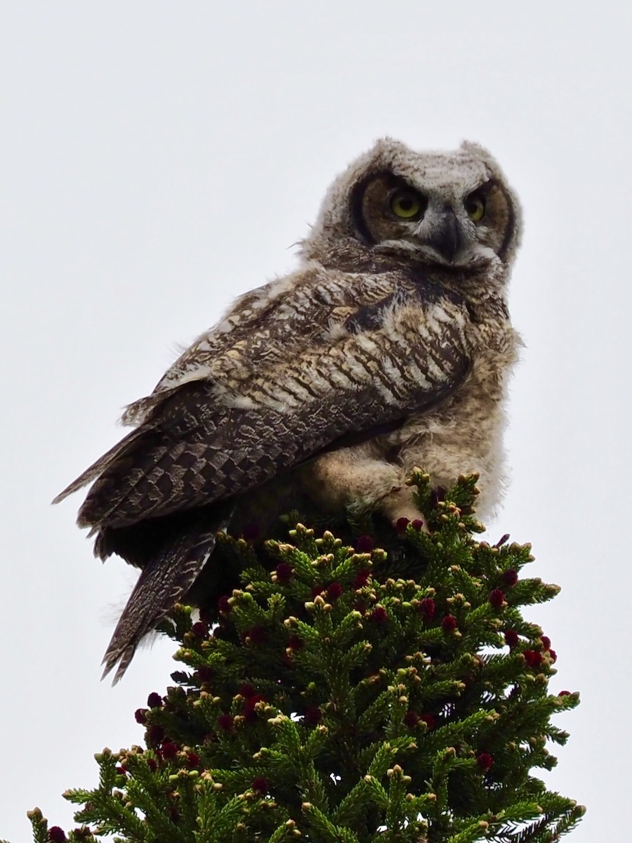 Great Horned Owl - ML105616131