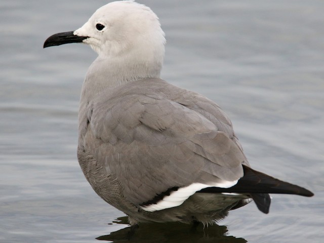 Definitive Alternate Gray Gull - Gray Gull - 