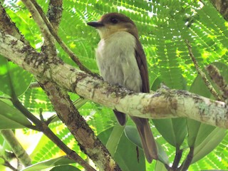 Jamaican Becard - eBird
