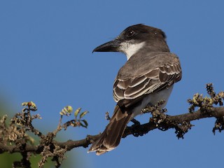  - Giant Kingbird