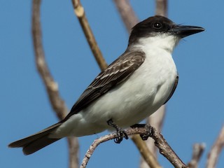  - Giant Kingbird