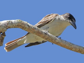  - Giant Kingbird