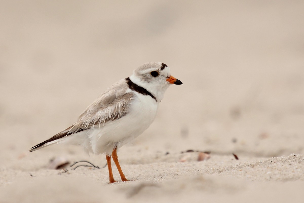 Piping Plover - Oscar Moss
