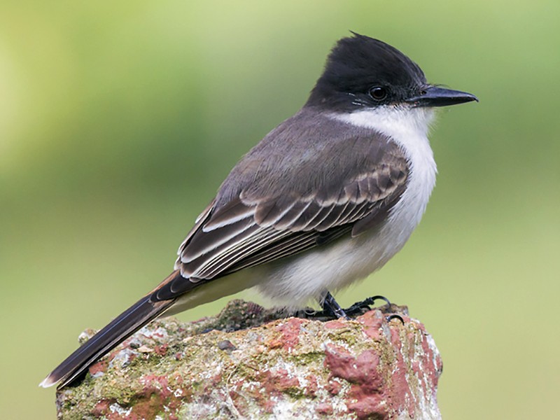 Loggerhead Kingbird - Tyrannus caudifasciatus - Birds of the World