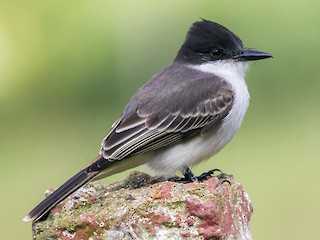  - Loggerhead Kingbird