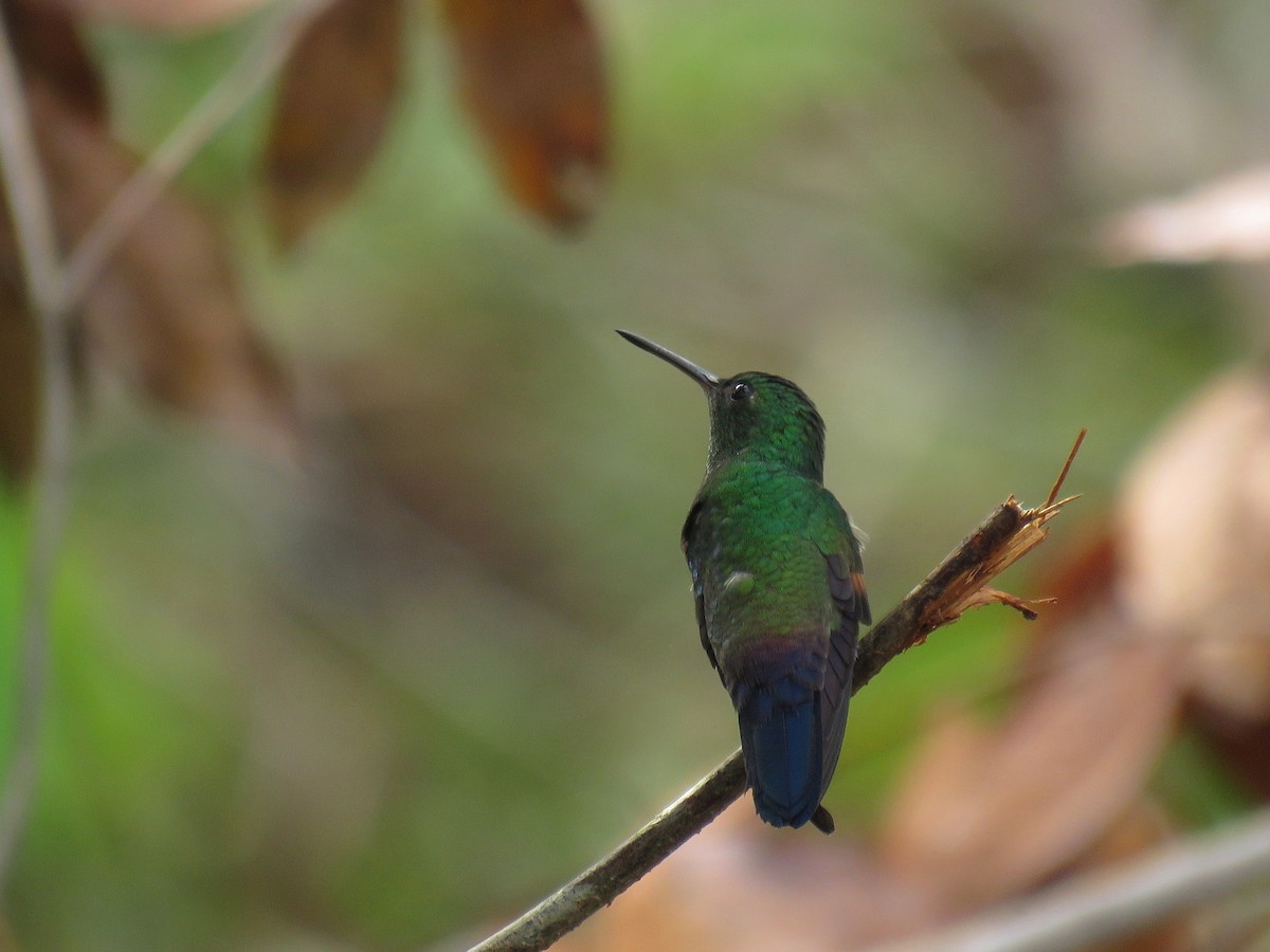 Blue-tailed Hummingbird - ML105620131