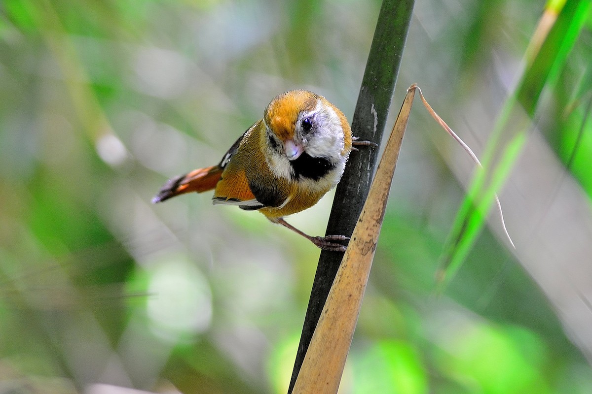 Golden Parrotbill - Weber Tsai