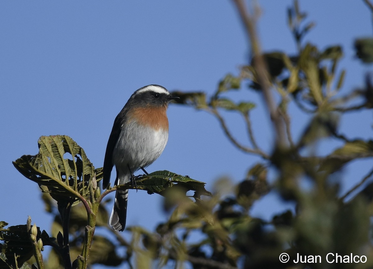 Rufous-breasted Chat-Tyrant - ML105622741