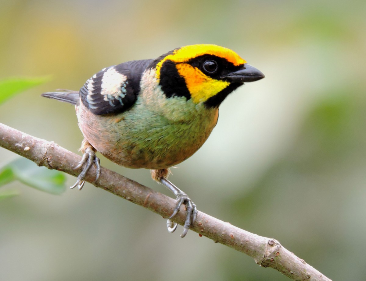 Flame-faced Tanager - ML105623291