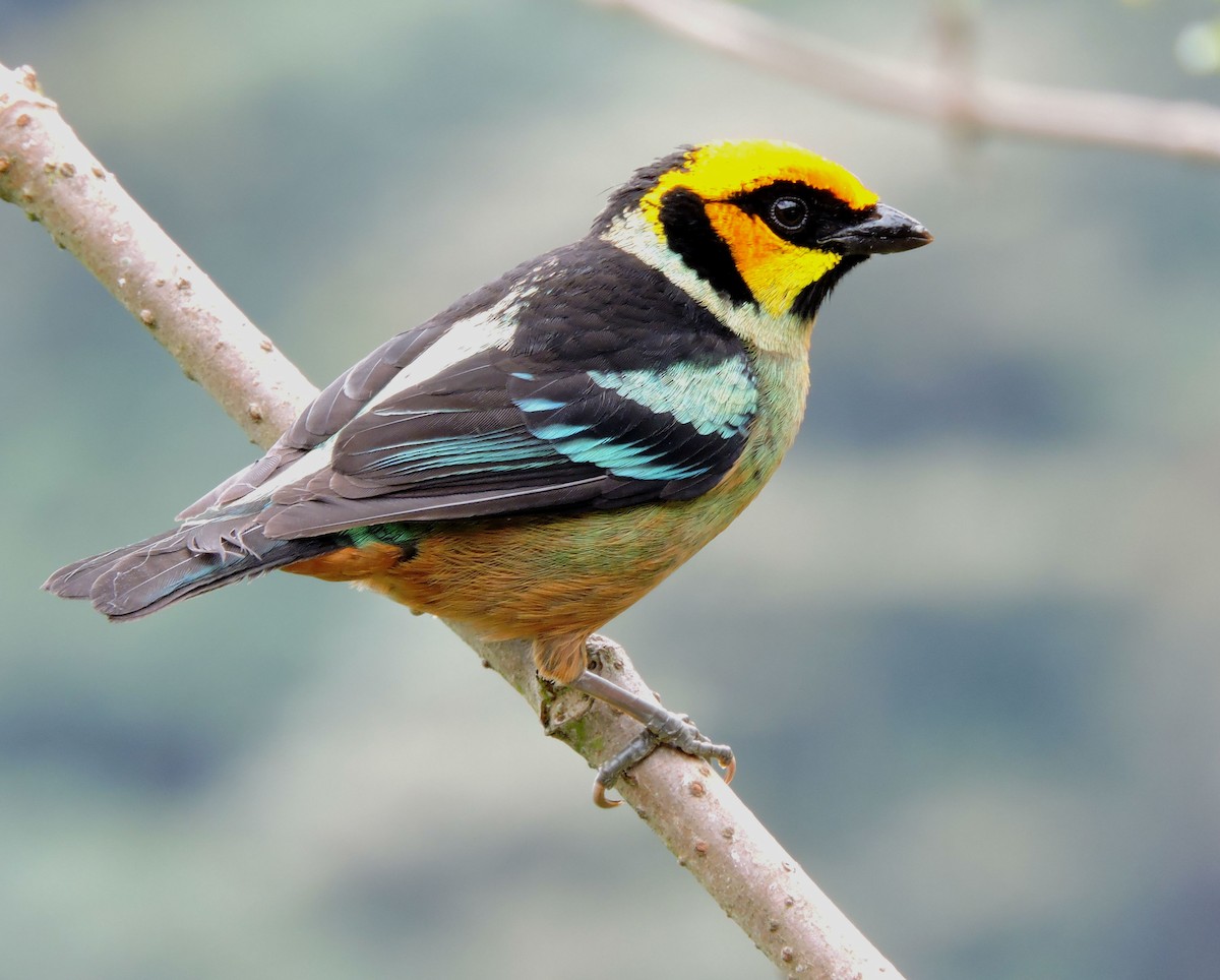 Flame-faced Tanager - ML105623311