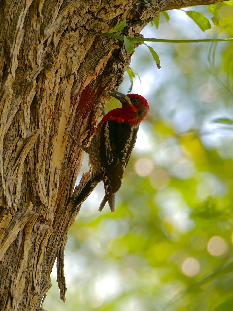 Red-breasted Sapsucker - Chris Wills