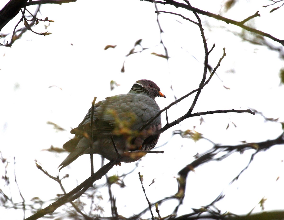 Band-tailed Pigeon - ML105624971