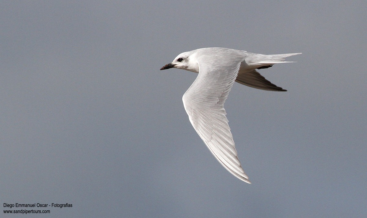 Gull-billed Tern - Diego Oscar / Sandpiper Birding & Tours
