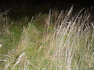 Little Spotted Kiwi, ML105630091