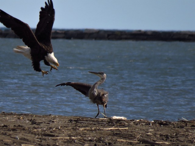 Attacking heron. - Bald Eagle - 