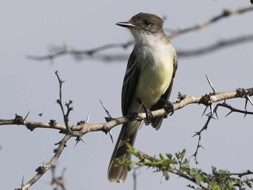 Stolid Flycatcher - eBird