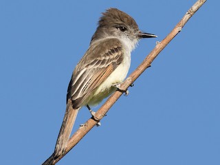  - Stolid Flycatcher