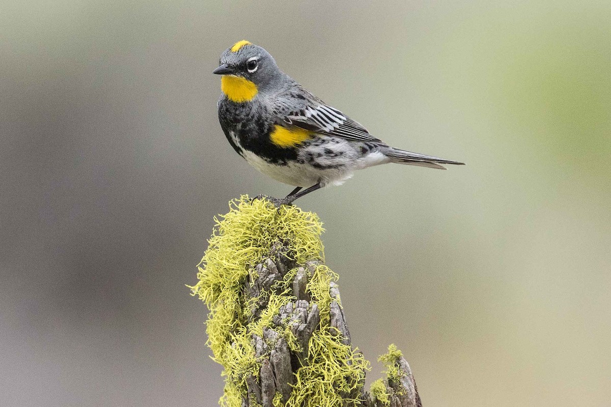 Yellow-rumped Warbler (Audubon's) - Eric VanderWerf