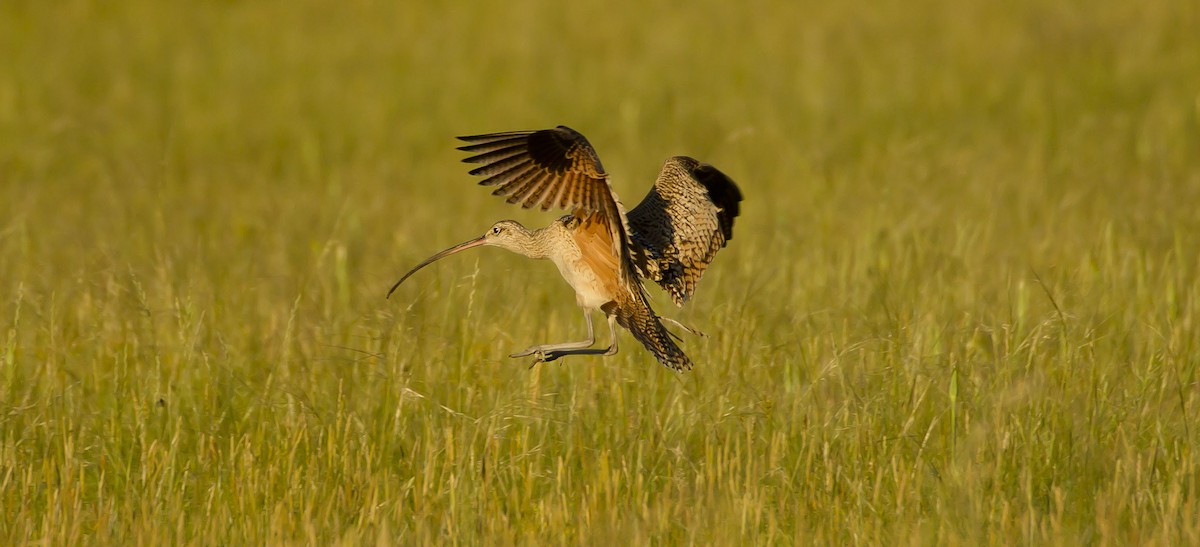 Long-billed Curlew - Peter Murray