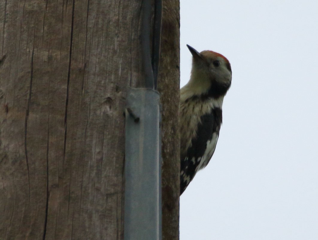 Middle Spotted Woodpecker - Dobrin Botev
