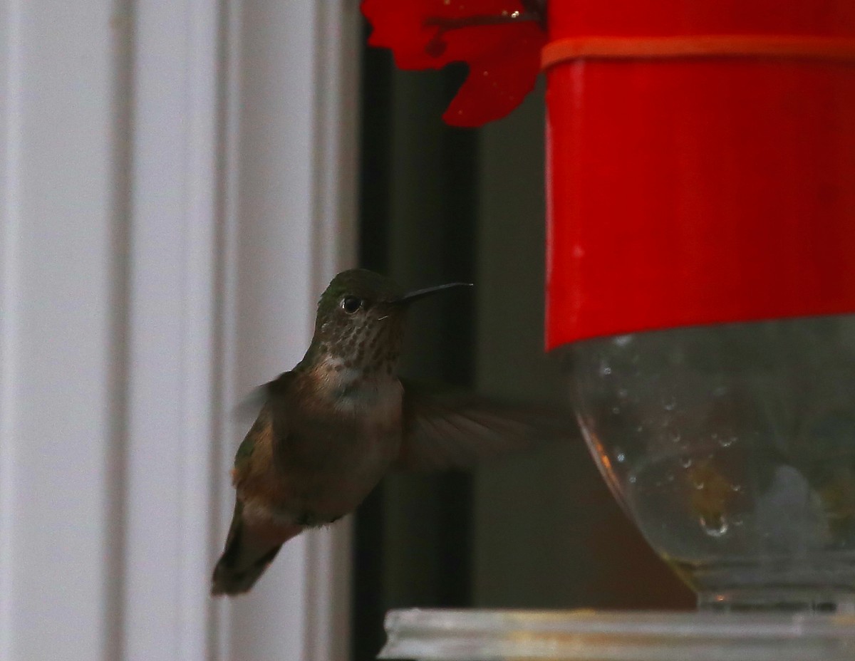 Calliope Hummingbird - Bob Shettler