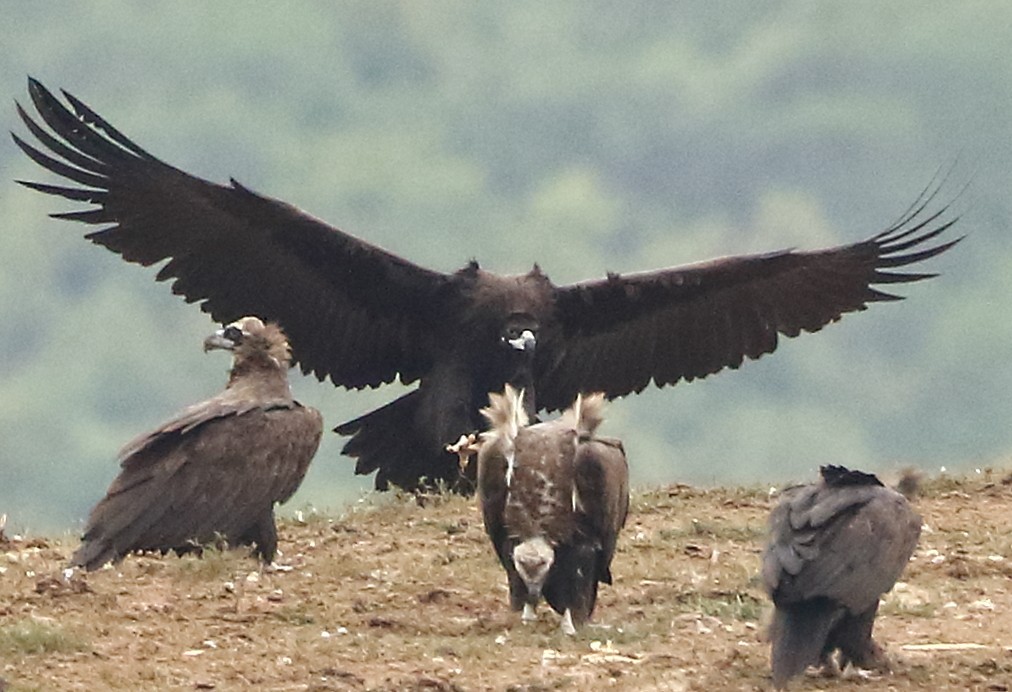 Cinereous Vulture - Dobrin Botev