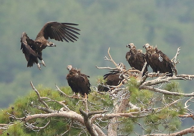 Roost sites; Eastern Macedonia and Thrace, Greece.&nbsp; - Cinereous Vulture - 
