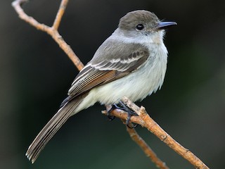  - La Sagra's Flycatcher