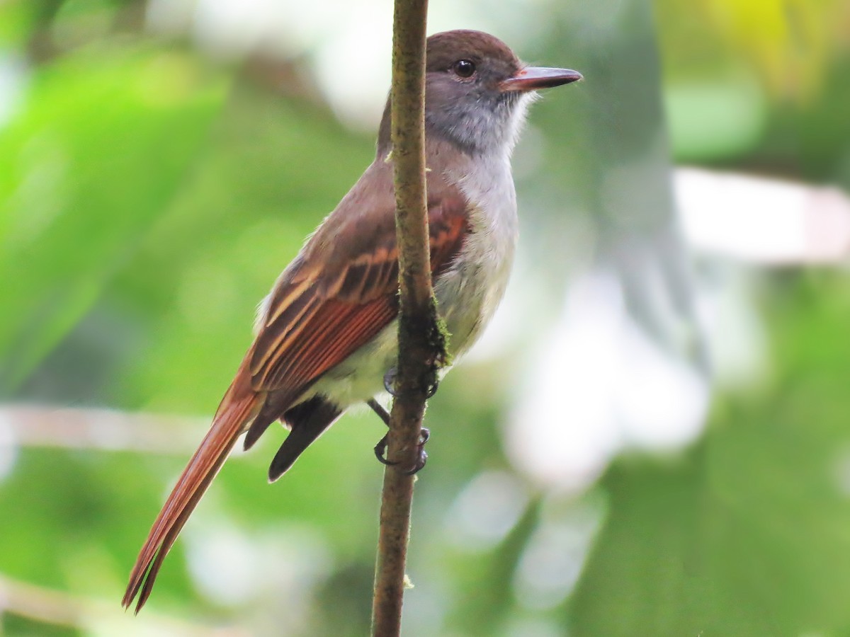 Rufous-tailed Flycatcher - Myiarchus validus - Birds of the World