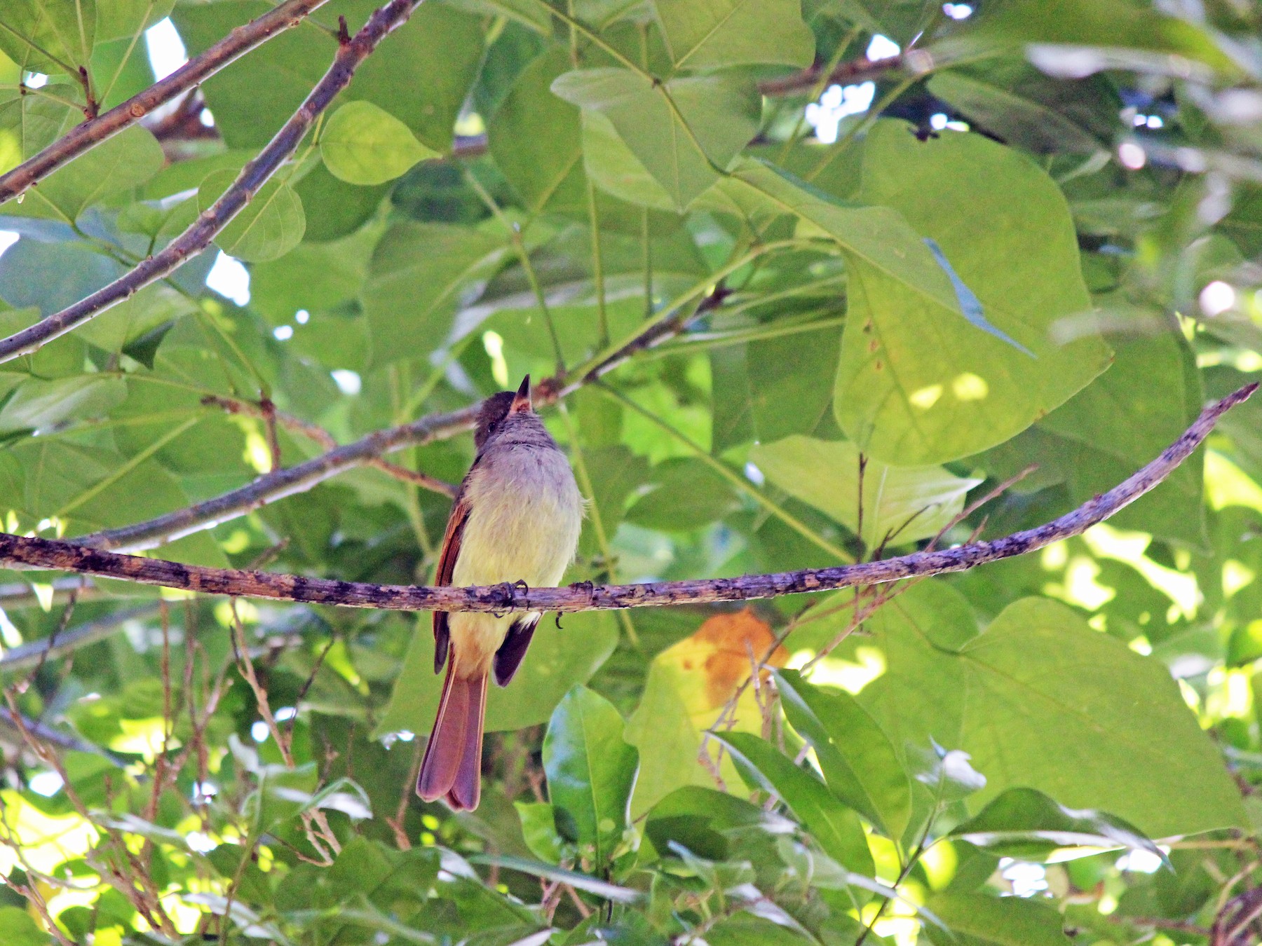 Rufous-tailed Flycatcher - Chuck Gates