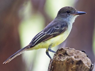  - Grenada Flycatcher