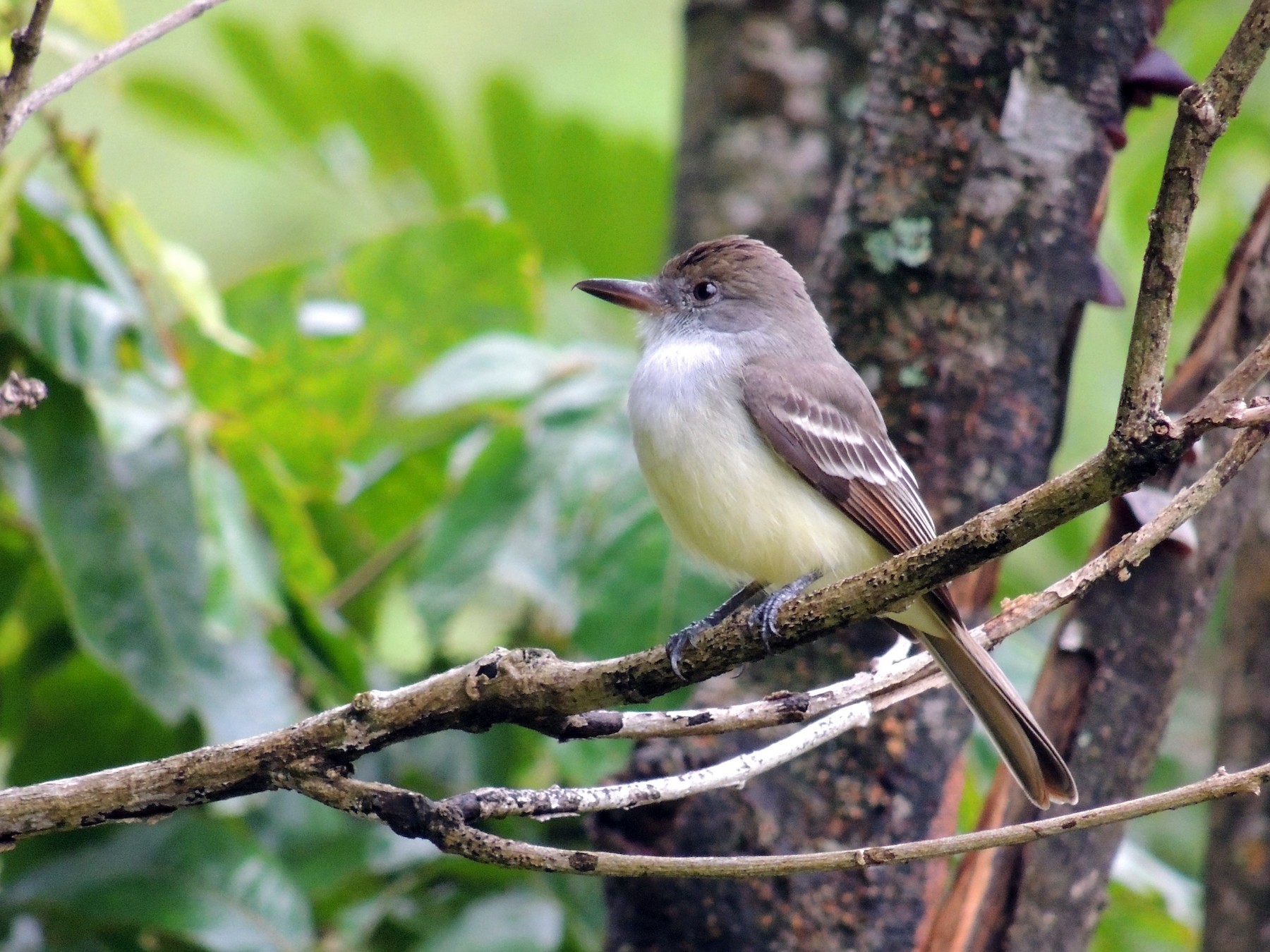 Grenada Flycatcher - Ginny Culver