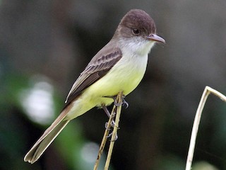  - Sad Flycatcher