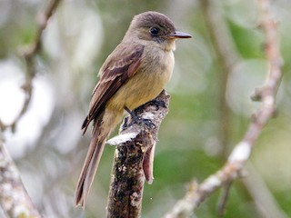  - Hispaniolan Pewee