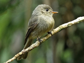  - Jamaican Pewee