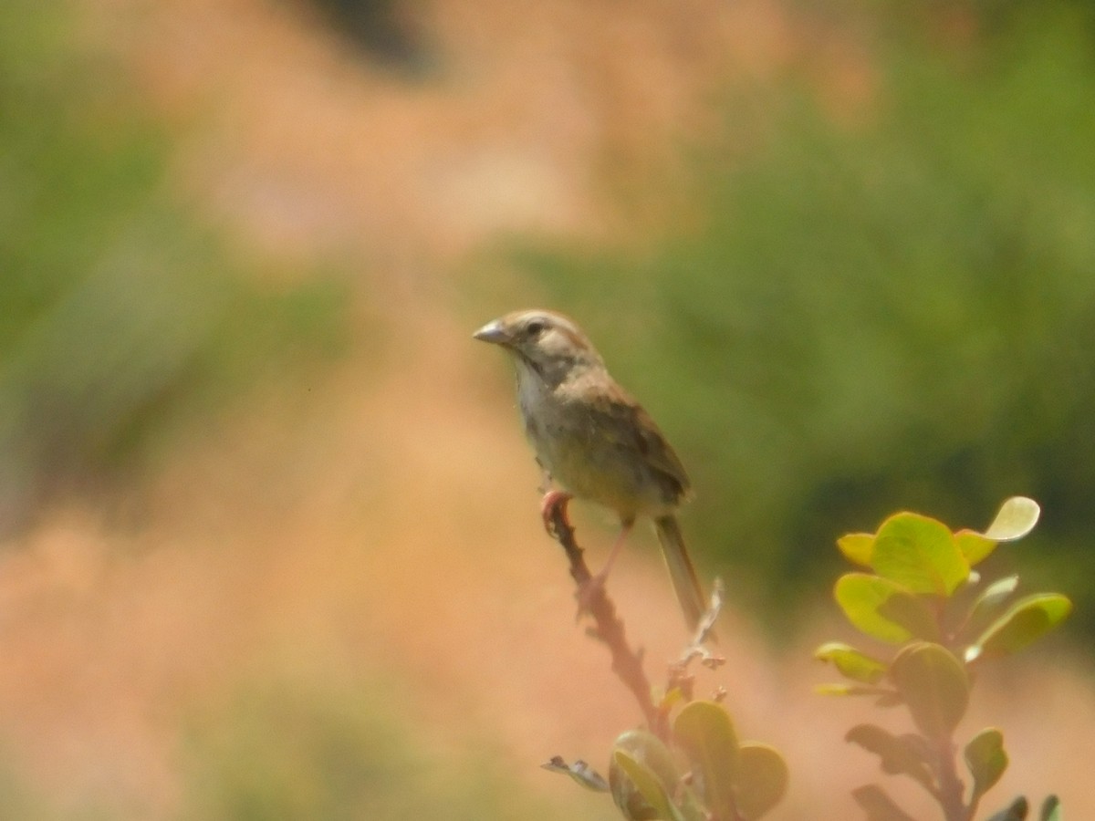 Rufous-crowned Sparrow - Ezekiel Dobson