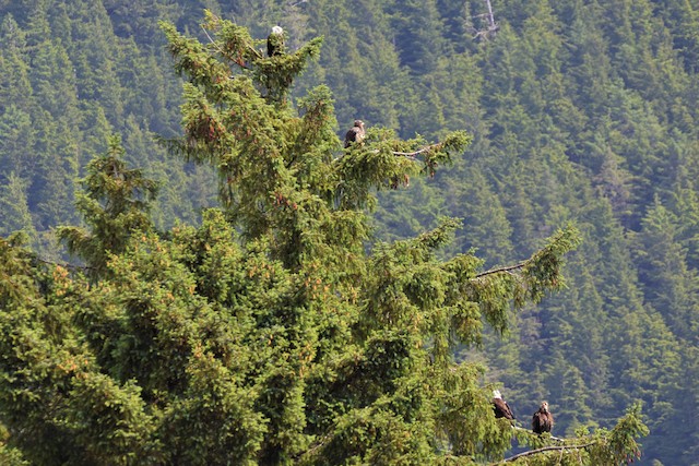 Breeding habitat; Alaska, United States. - Bald Eagle - 